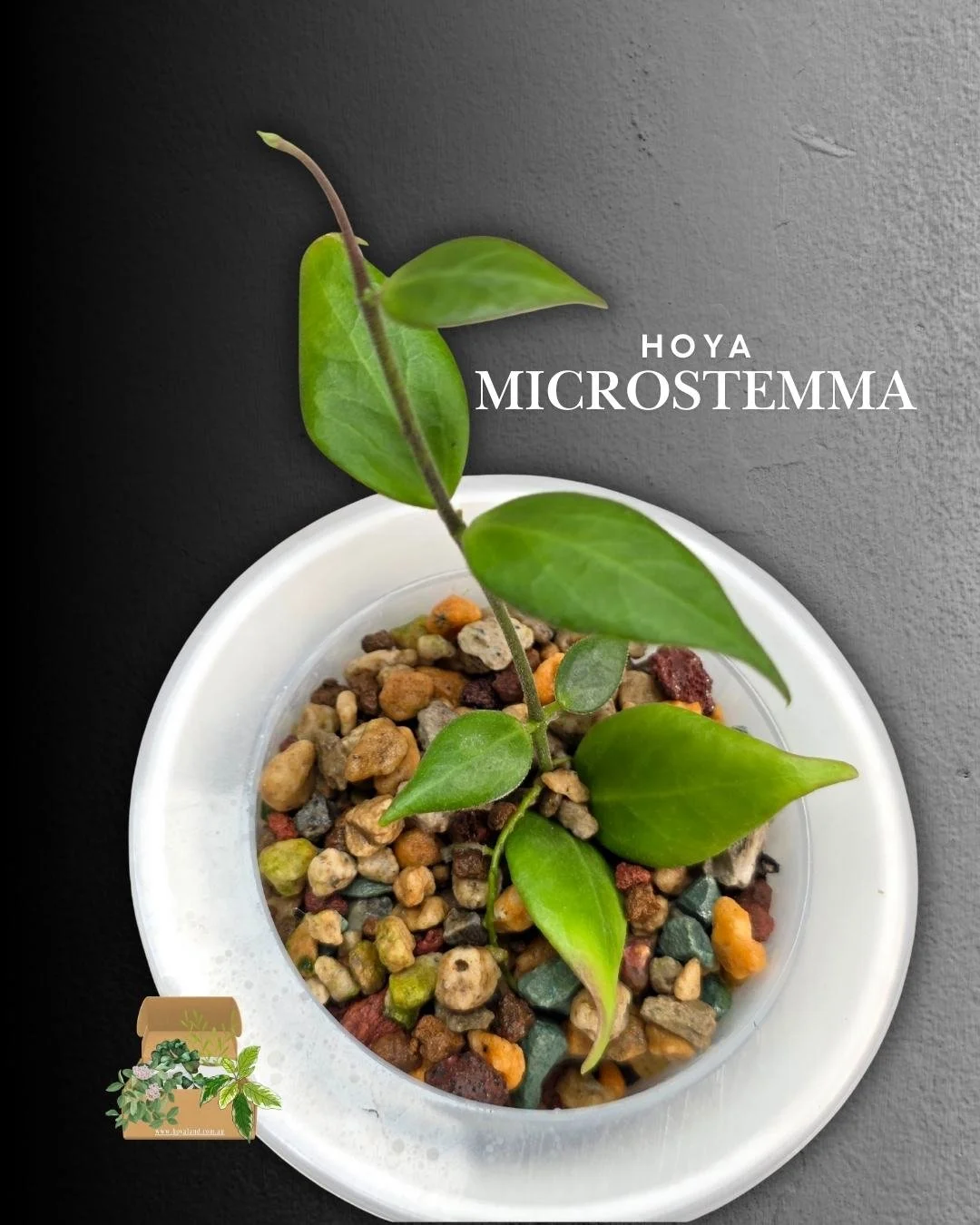 hoya microstemma.jpg