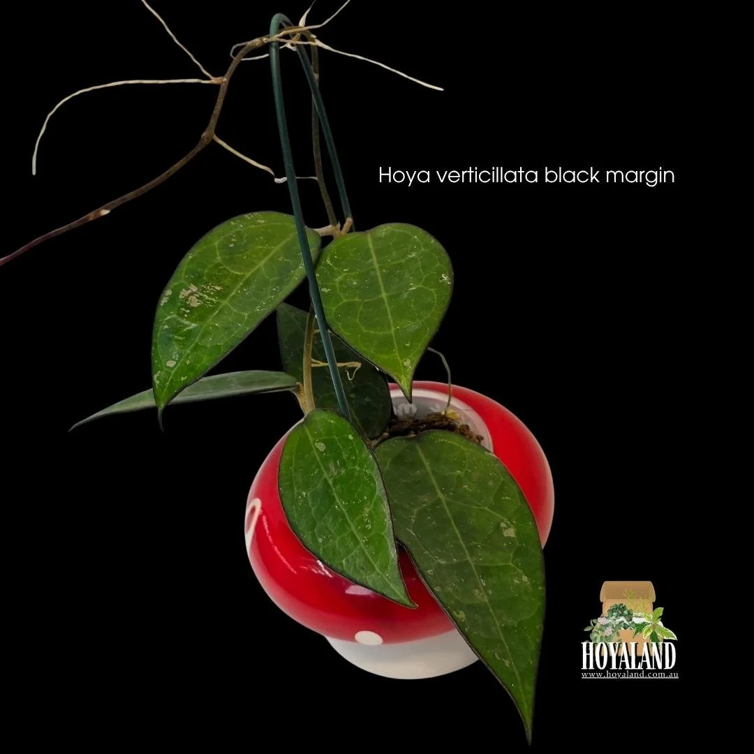 Hoya verticillata Black Margin growing on a trellis showing sharp dark near-black outer leaf edges on vibrant lance-shaped foliage.