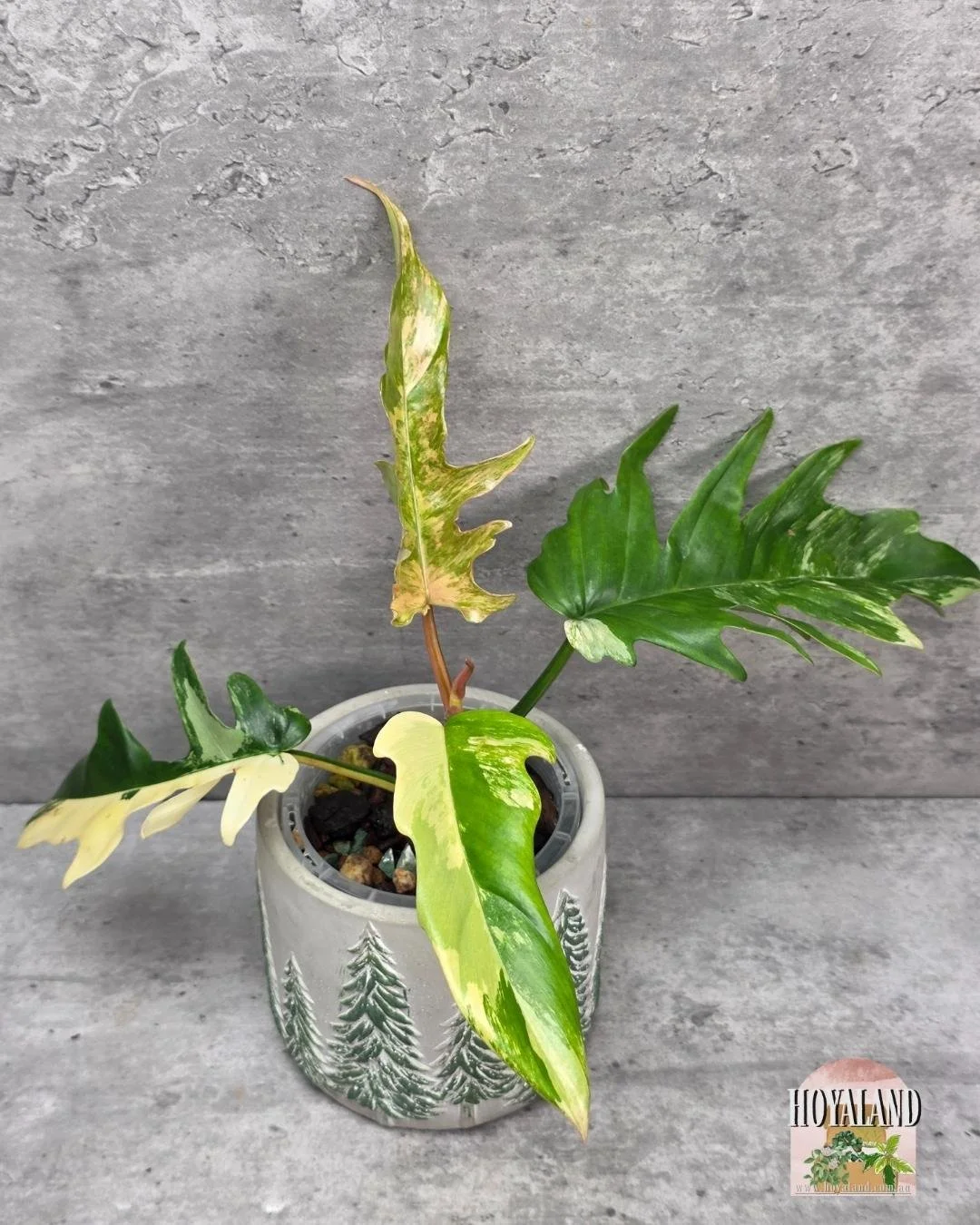 Philodendron FB x Tortum (2).jpg