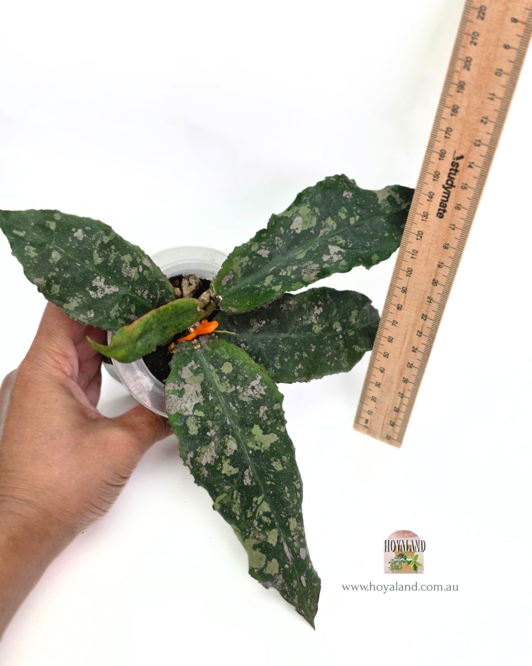 Hoya undulata (4).jpg