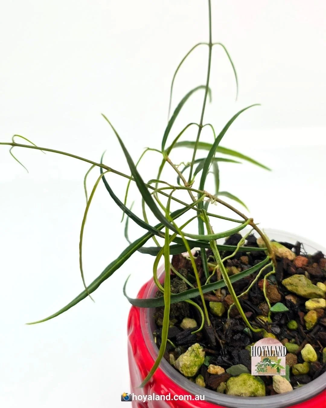 Hoya stenophylla (5).jpg