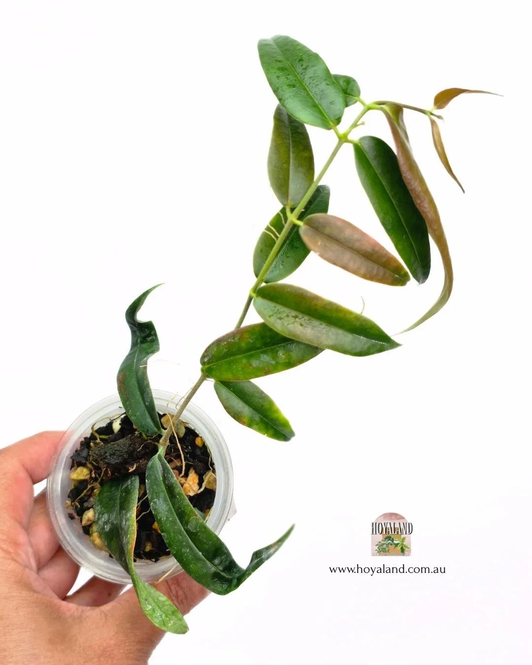 Hoya paradisea (3).jpg