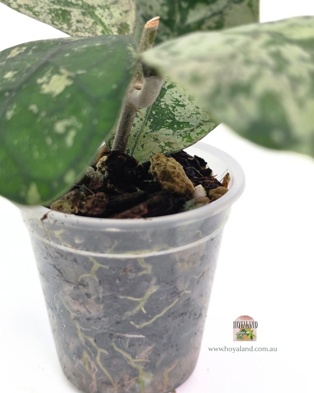 Hoya deykeai morning dew b (7).jpg