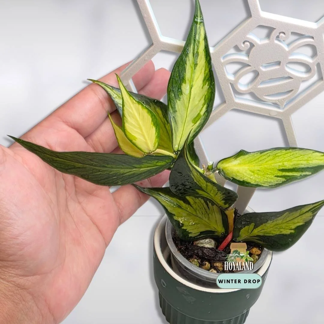 Hoya polyneura variegata (3).jpg