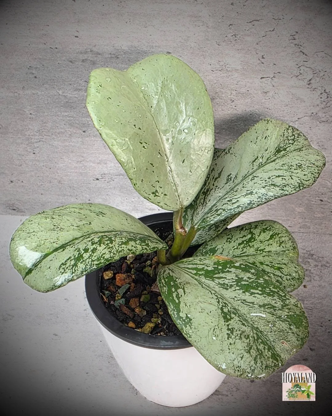 Hoya Chiang dao silver (3).jpg