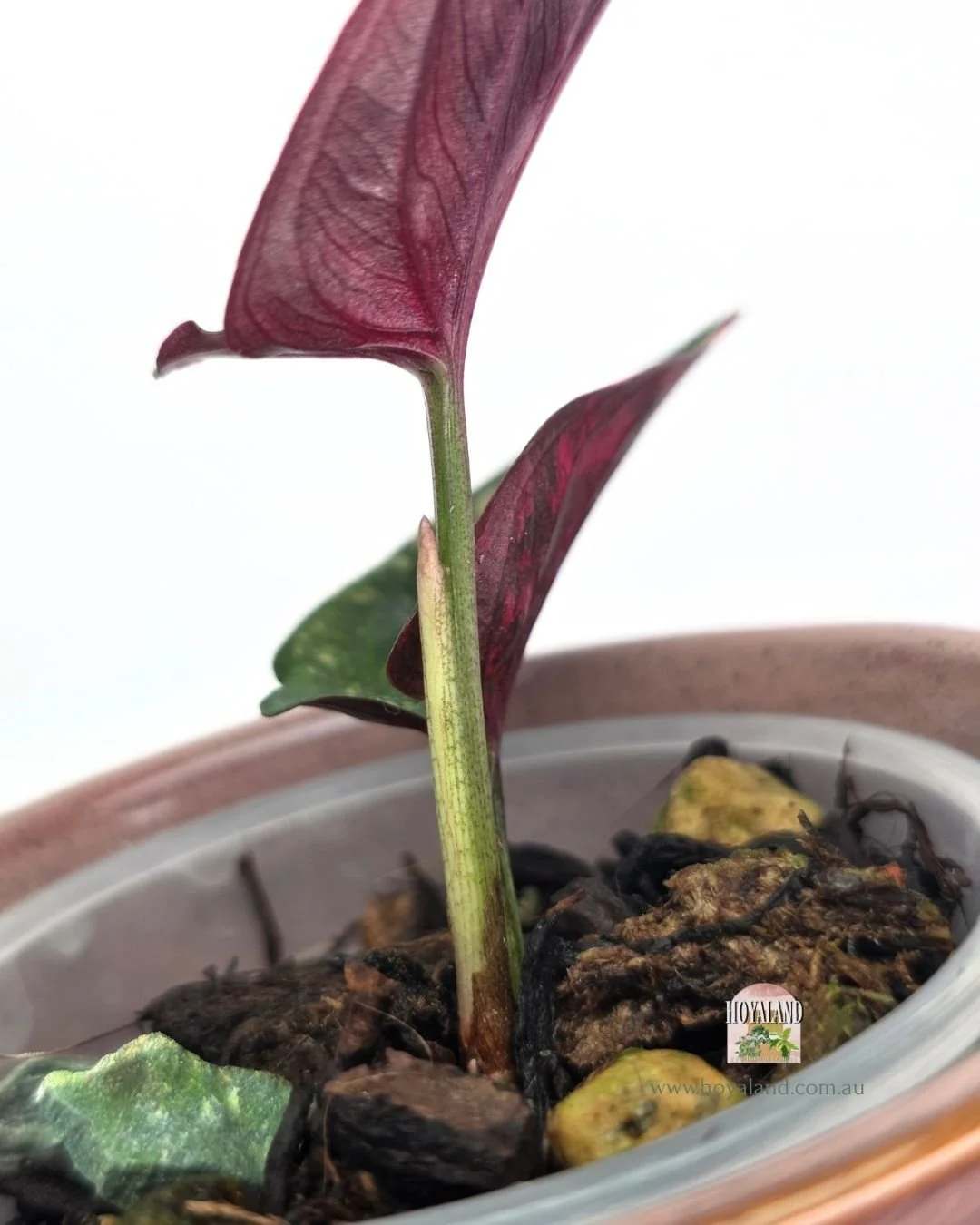 Syngonium red arrow variegata (3).jpg