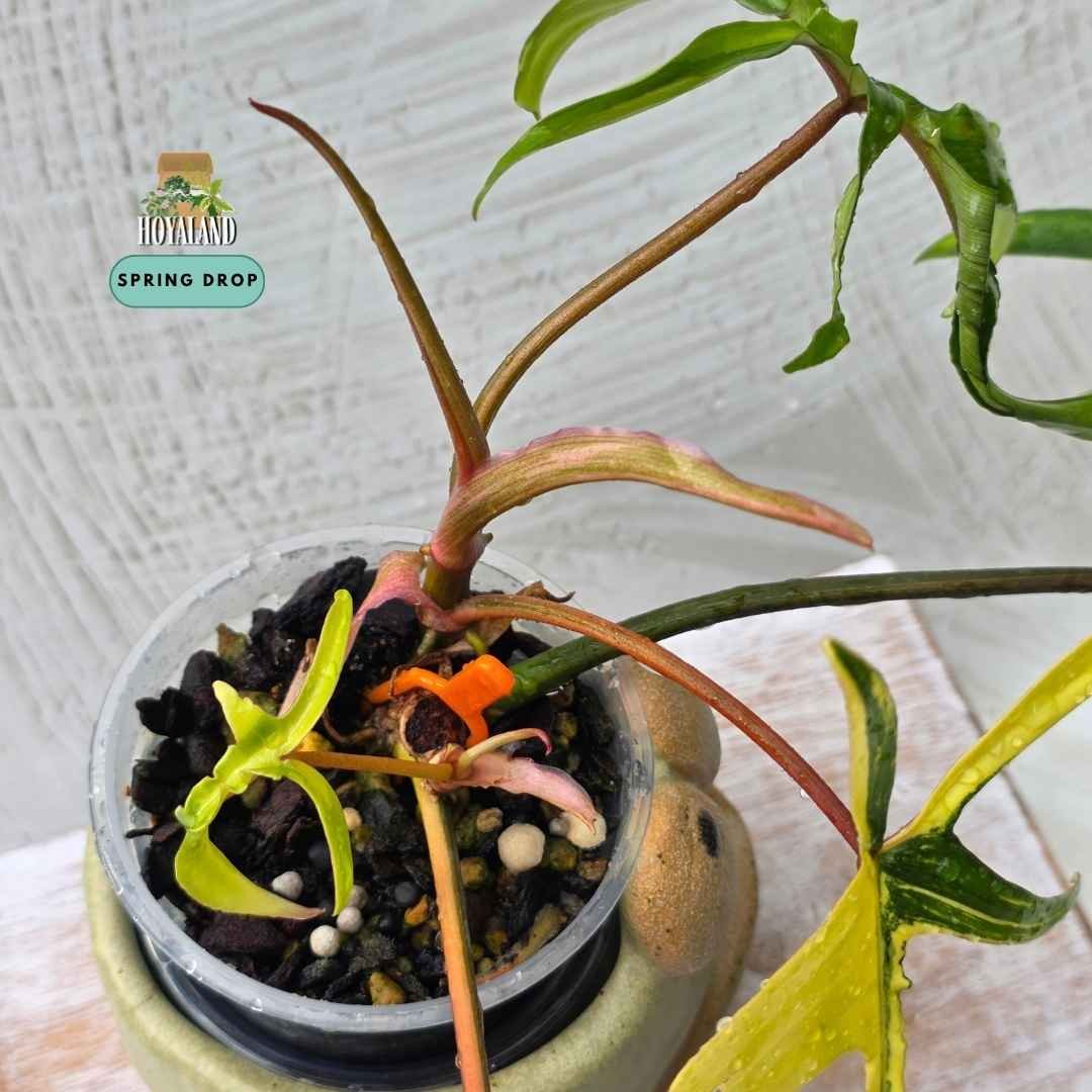 Established two-headed Philodendron Florida Beauty cross polypodioides showing deeply lobed foliage with high-contrast creamy yellow variegation
