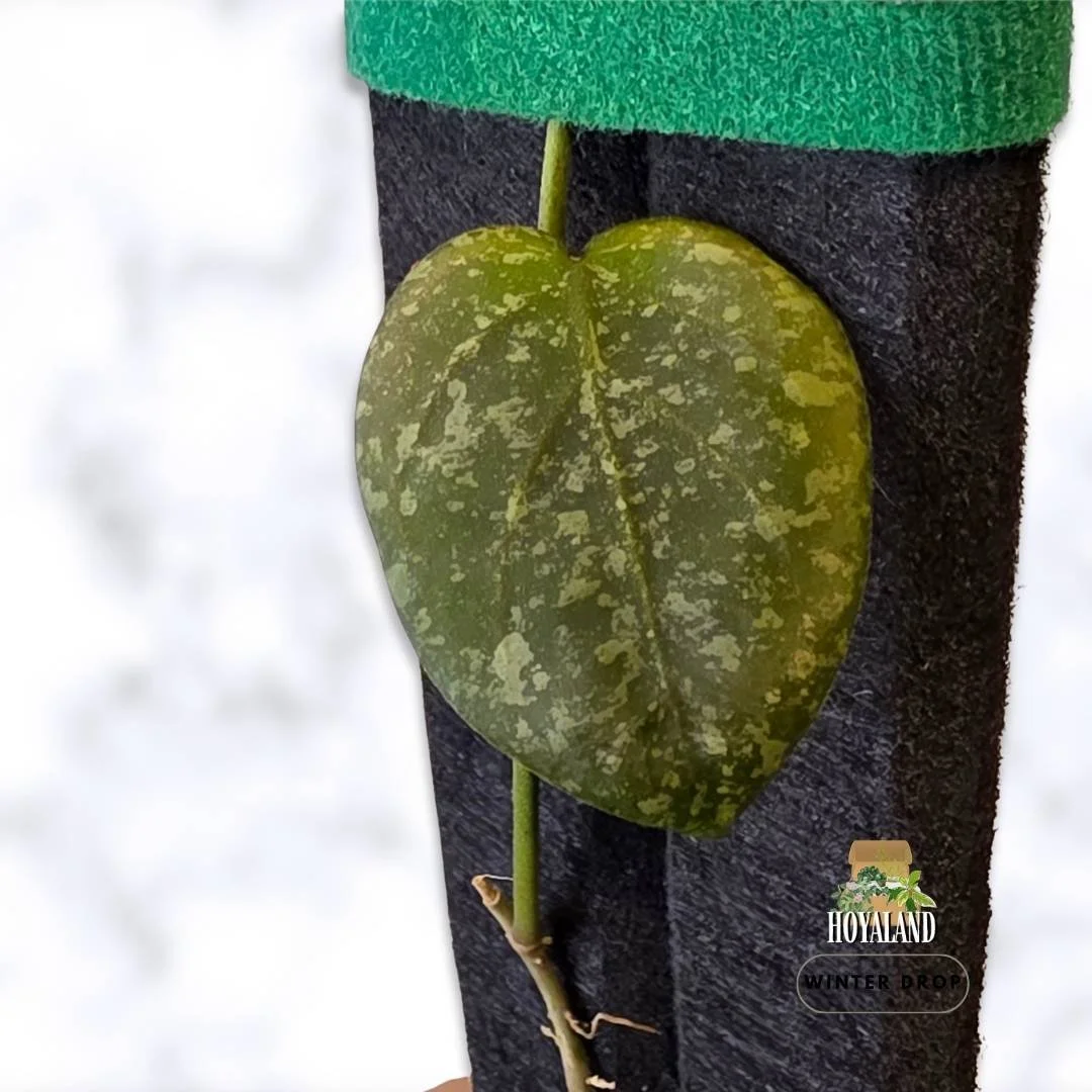 Rare hybrid Hoya cinnamomifolia x imbricata showing 3 textured leaves and active vine growth