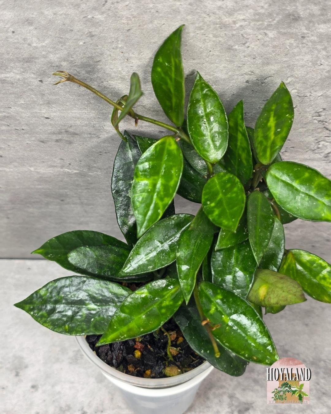 Hoya lacunosa amarillo (4).jpg