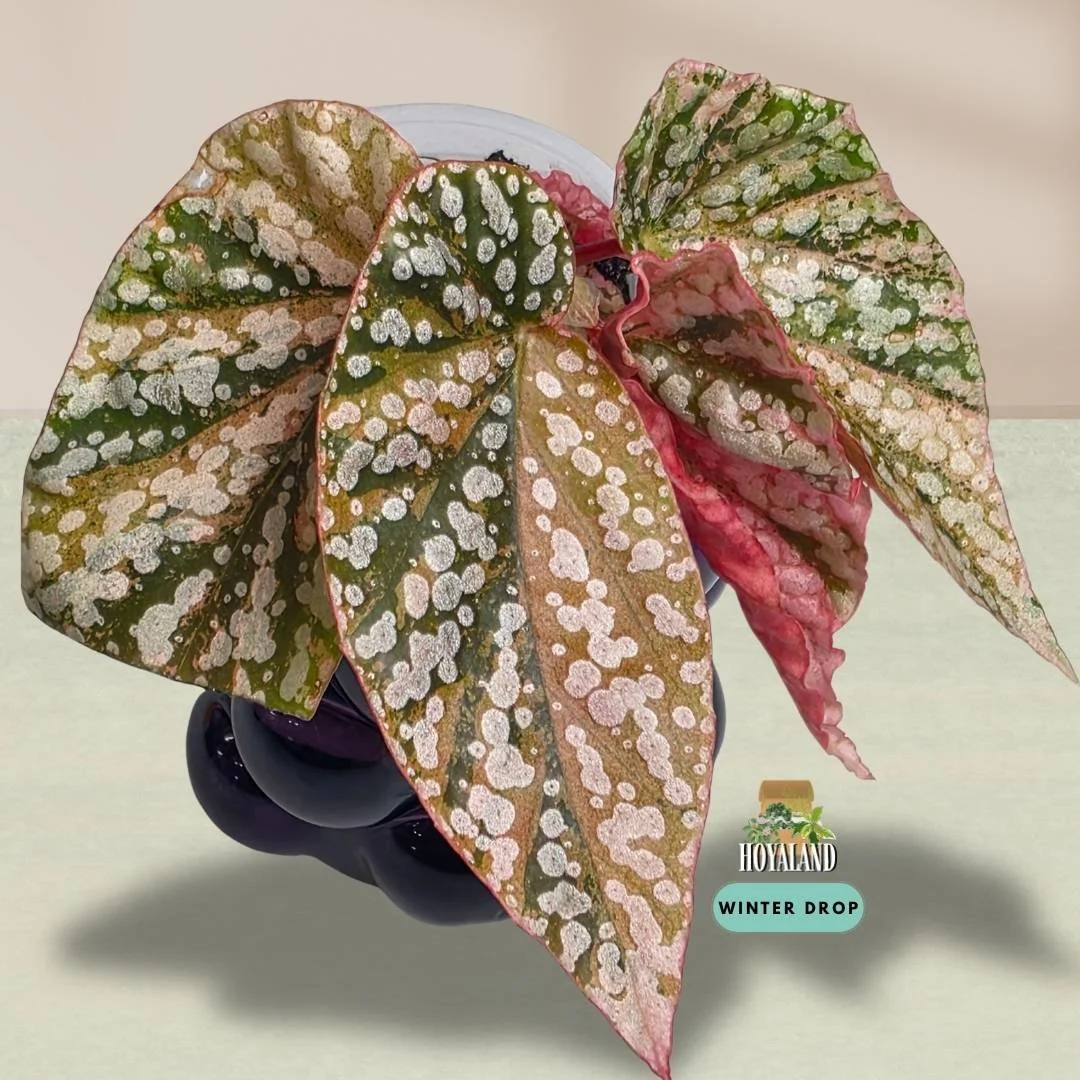 Established Begonia Snow Capped Variegata cane begonia showing silver polka dots and shifting pink variegation