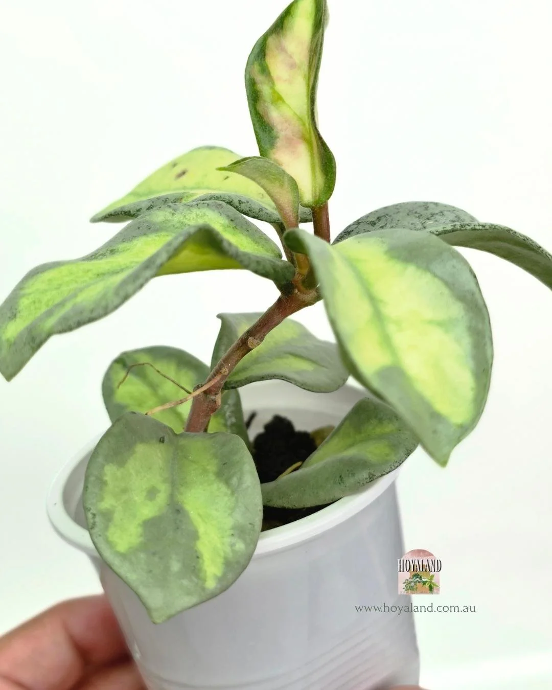 Hoya carnosa argentea princess (2).jpg