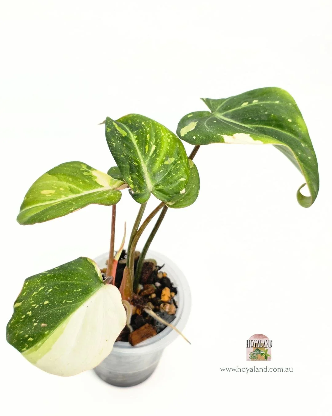 Philodendron gloriosum variegata A (3).jpg