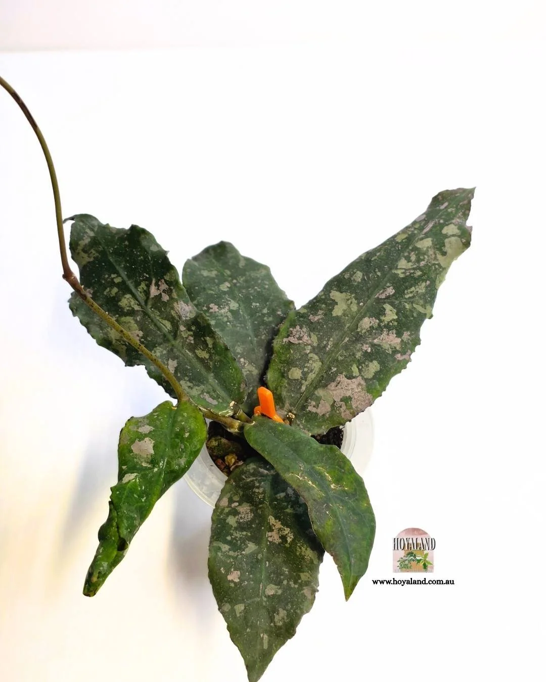 ❄️  Hoya undulata | Large