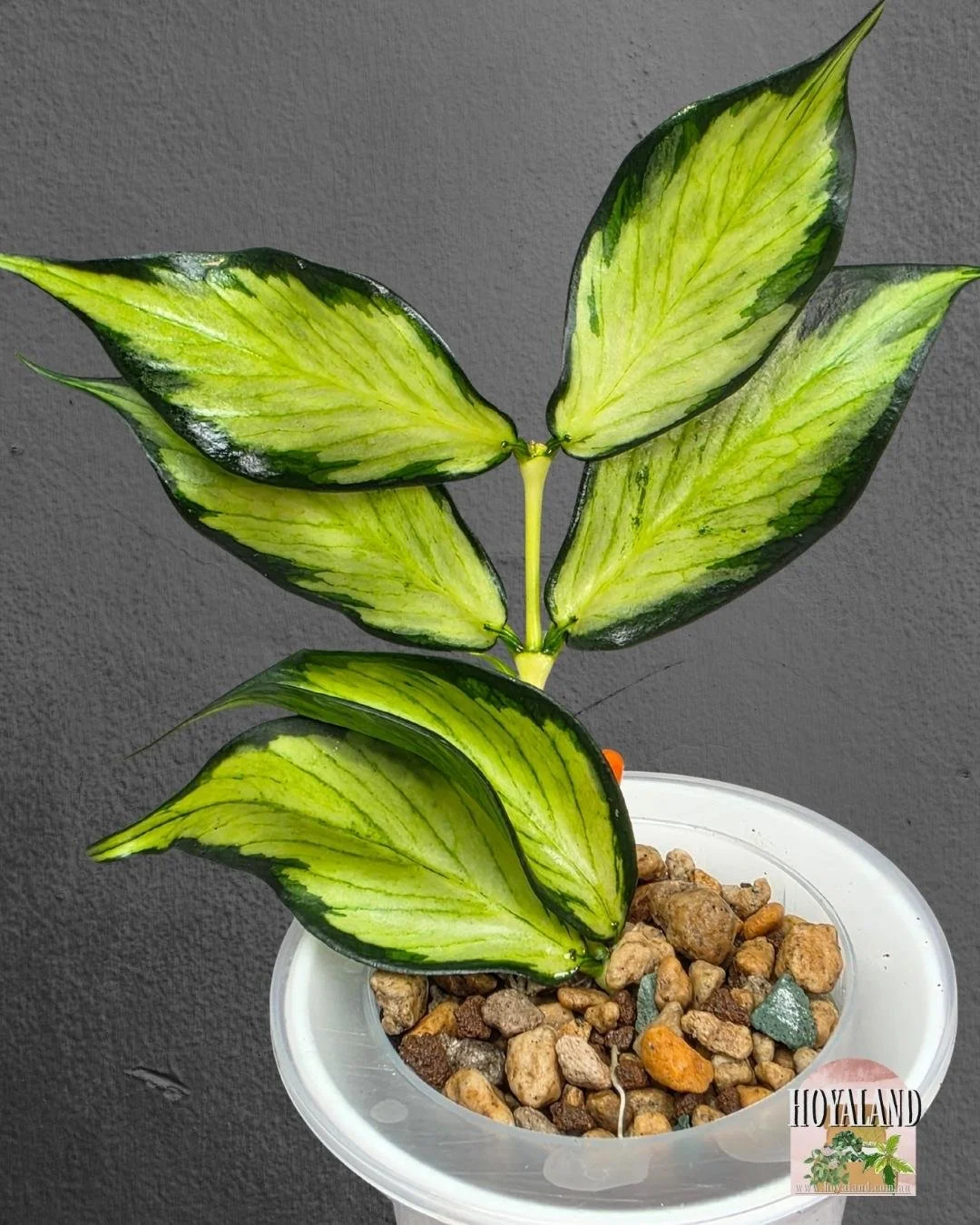 Hoya polyneura variegata.jpg
