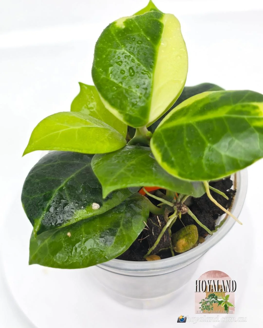 Hoya obscura albo (8).jpg