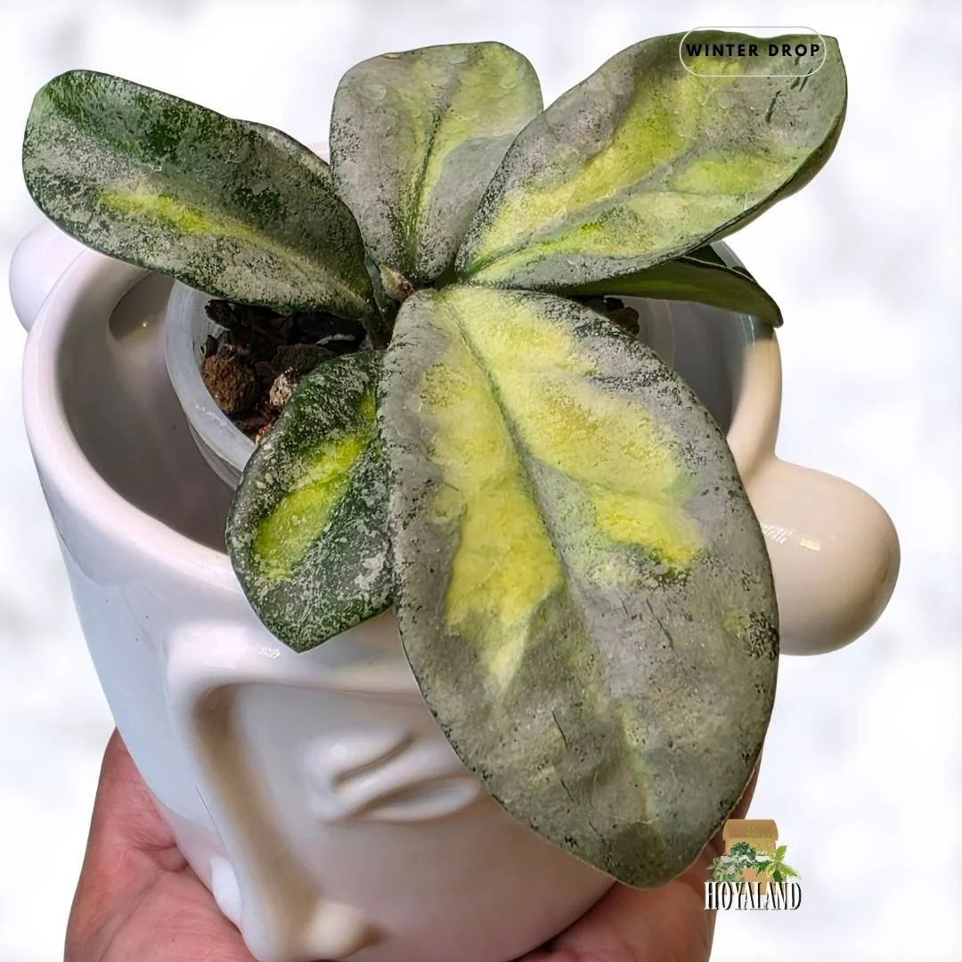 buy-rare-hoya-carnosa-argentea-princess-silver-leaves-australia.webp (2).jpg