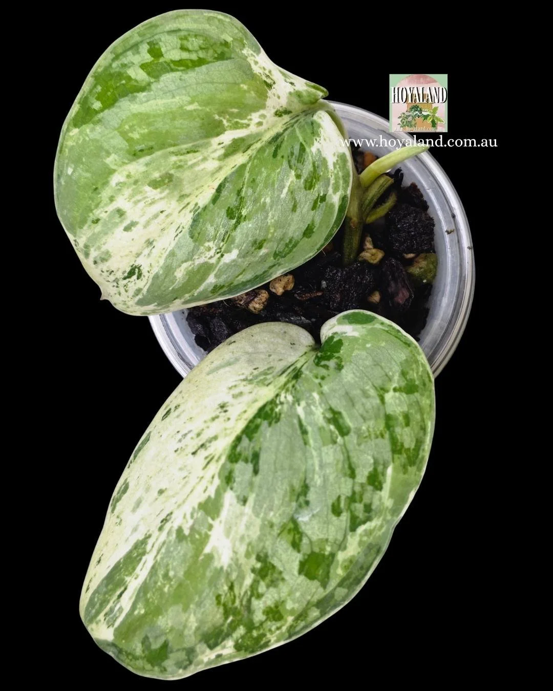 ⛄ Rare Scindapsus Exotica Tembaga | With Growth Point