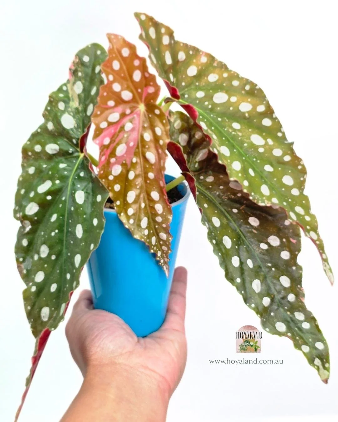 Begonia maculata wightii (2).jpg