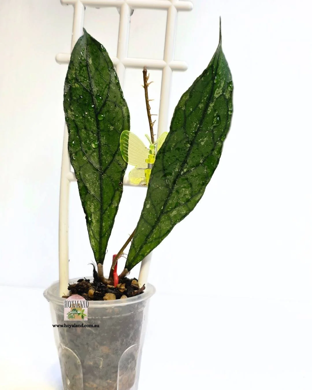 Hoya clemensiorum dark (4).jpg