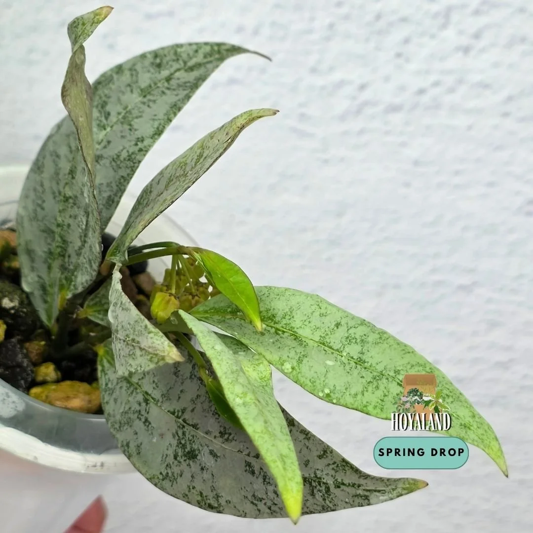 Hoya amicabilis 'Silver' (Tiny Yellow Bell Bloomer – In Self-Watering Pot)