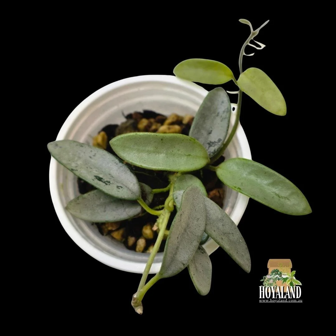 Hoya lima silver (3).jpg
