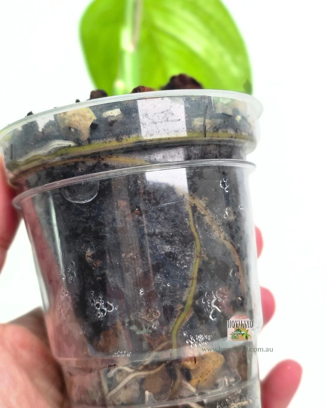 Scindapsus white monster small (4).jpg