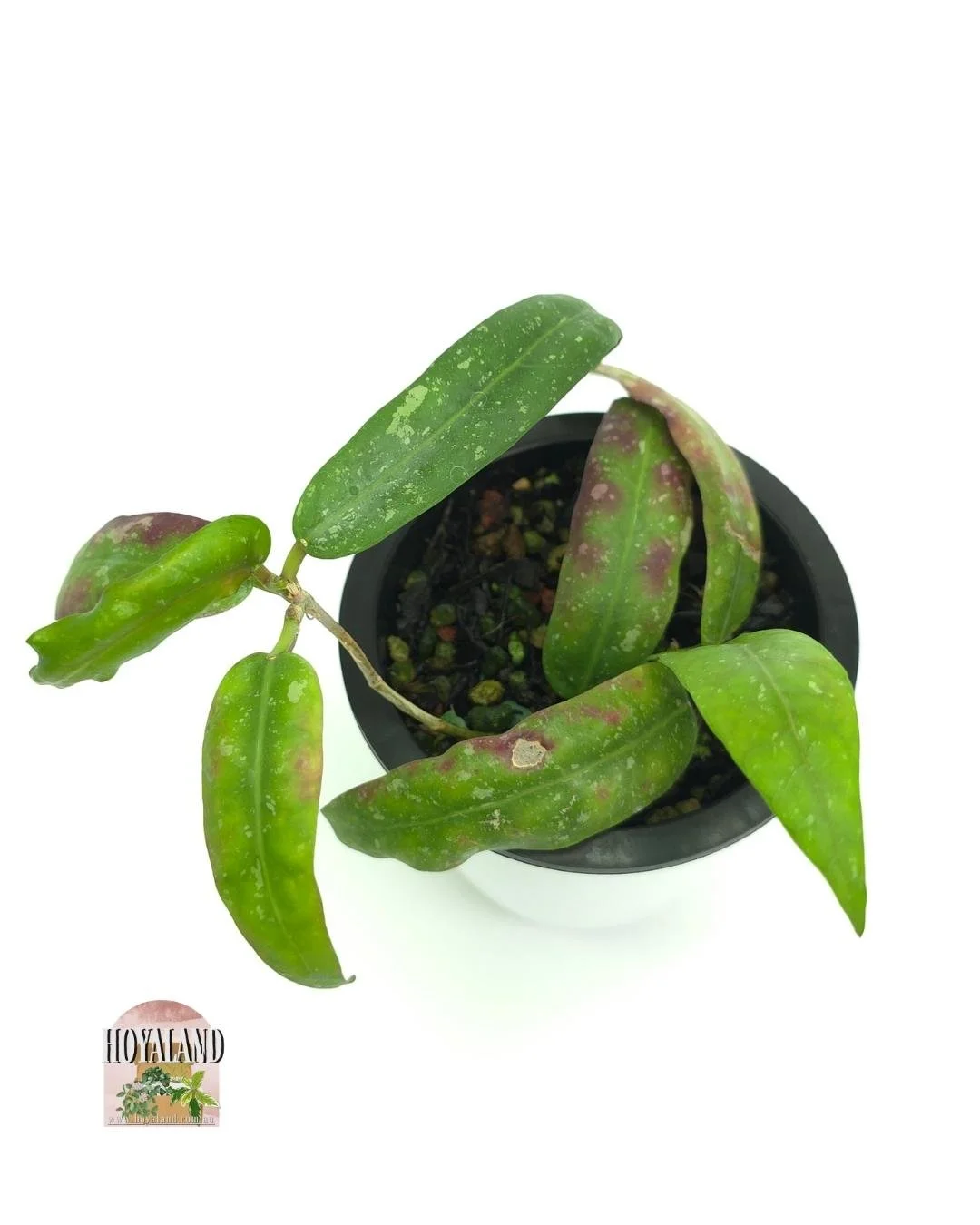 Hoya gps 7950 (4).jpg