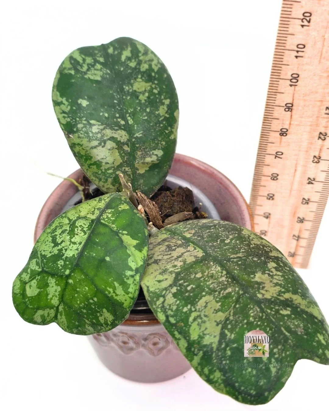 🍂 Hoya deykeae 'Morning Dew'  | Rare | A🐰