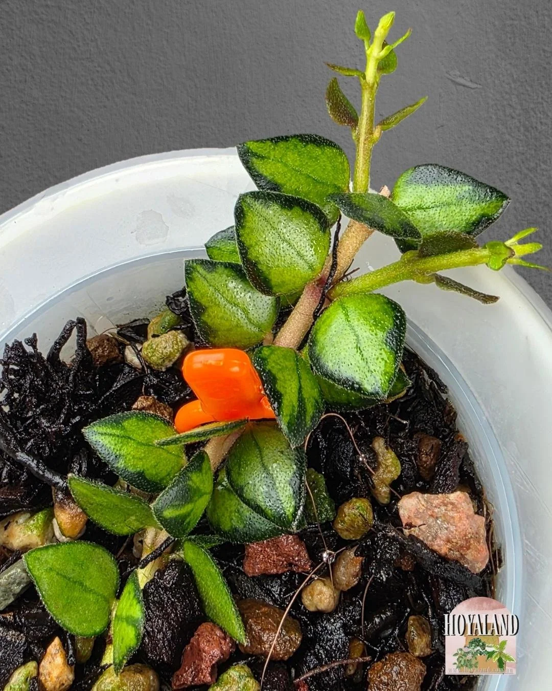 Hoya chinghungensis variegata. SMALLjpg (1).jpg