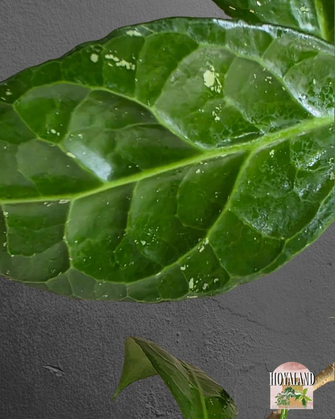 Hoya verticillat sp Wayang (5).jpg