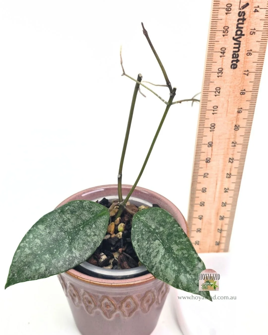 🍂  Rare Hoya walliniana silver  🐰