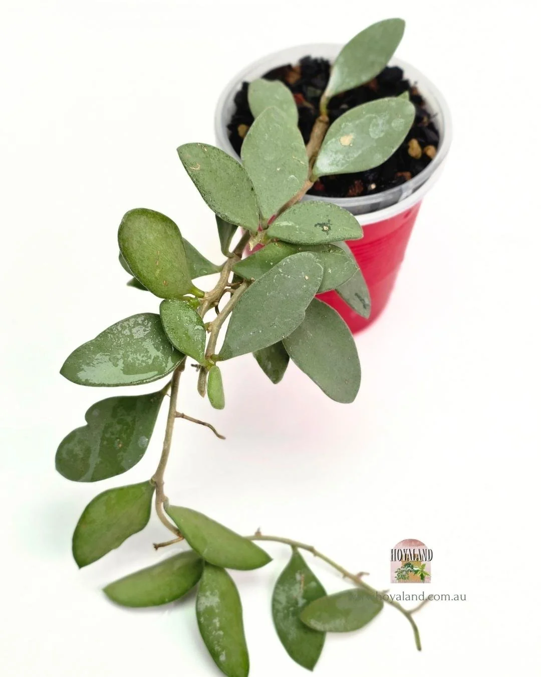 Hoya nummularioides.jpg