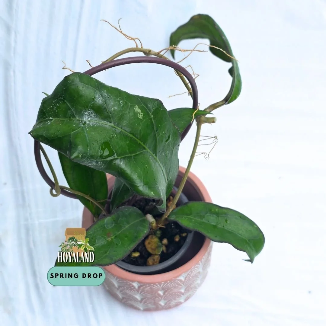 Established Hoya Swiffers Treat SS 27-108 climbing vine showing thick rigid leaves with dark reticulated veins and bronze sunstressed margins