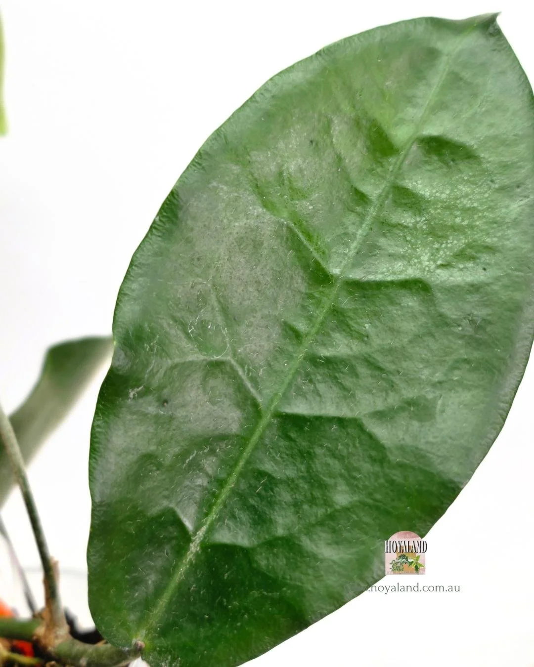 Hoya piestolepsis (5).jpg