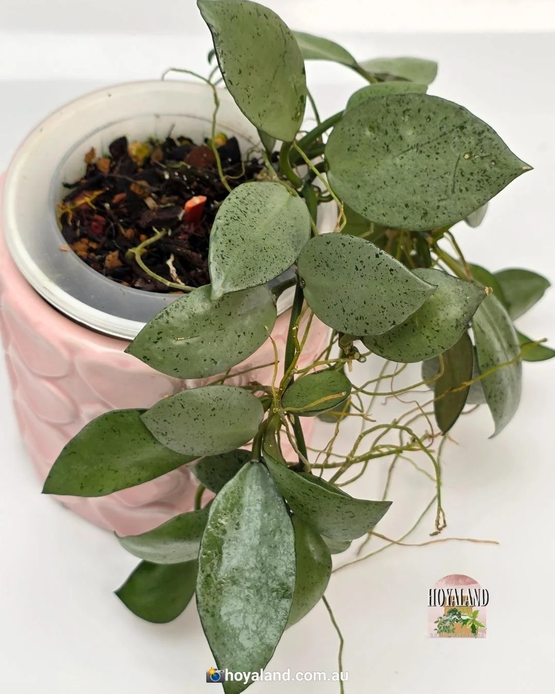 Hoya lacunosa silver mint coin (6).jpg