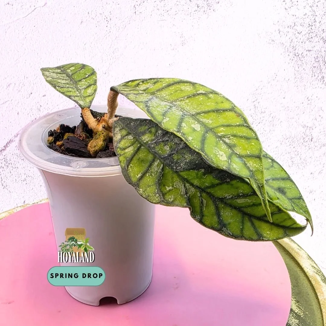 Hoya callistophylla black cat splash (1).jpg