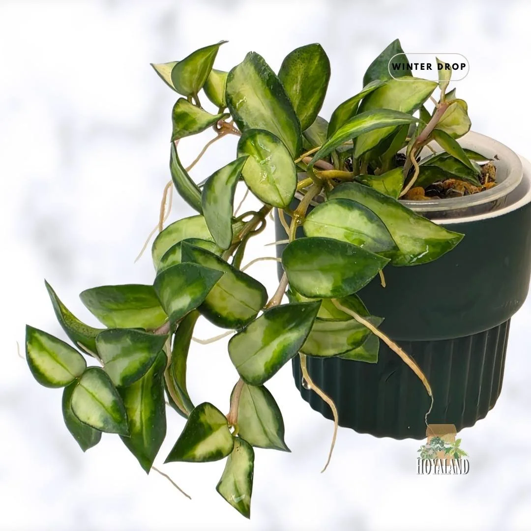 buy-rare-hoya-lacunosa-bruno-wavy-tricolor-leaves-australia.webp (5).jpg