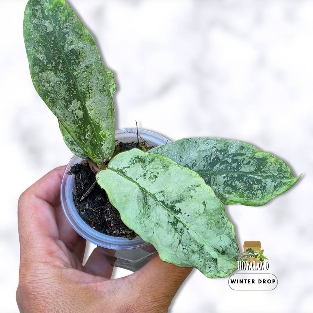 collector grade Hoya mitrata Buntok Silver displaying heavy silver foliage