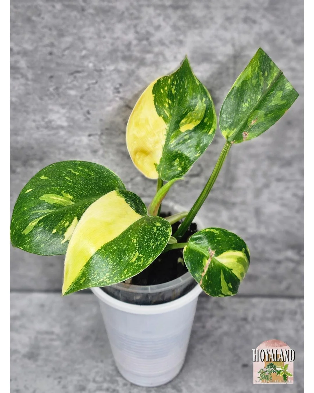 🌞 Philodendron Green Congo Variegated ⛈️