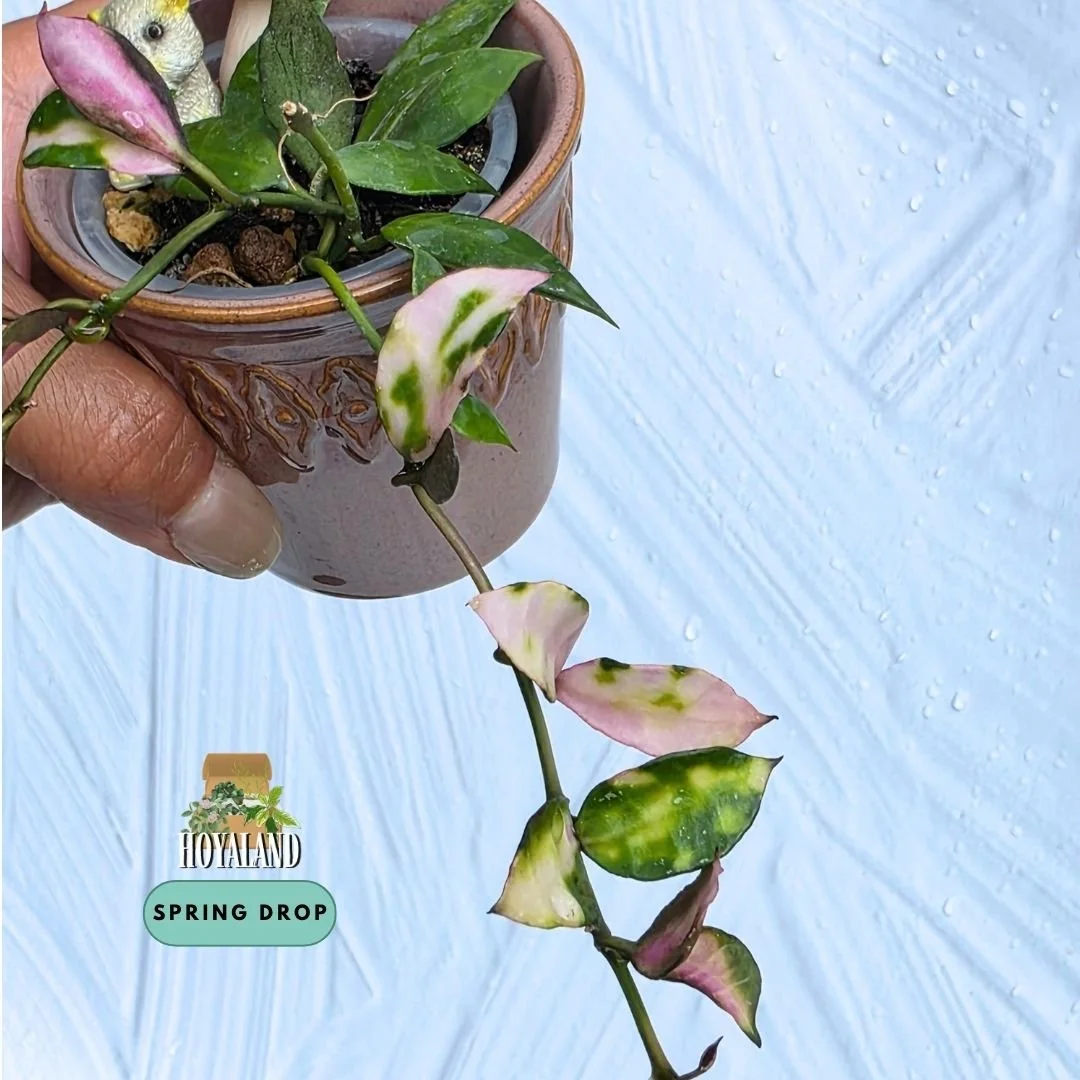 Hoya Lacunosa Cianjur (7).jpg