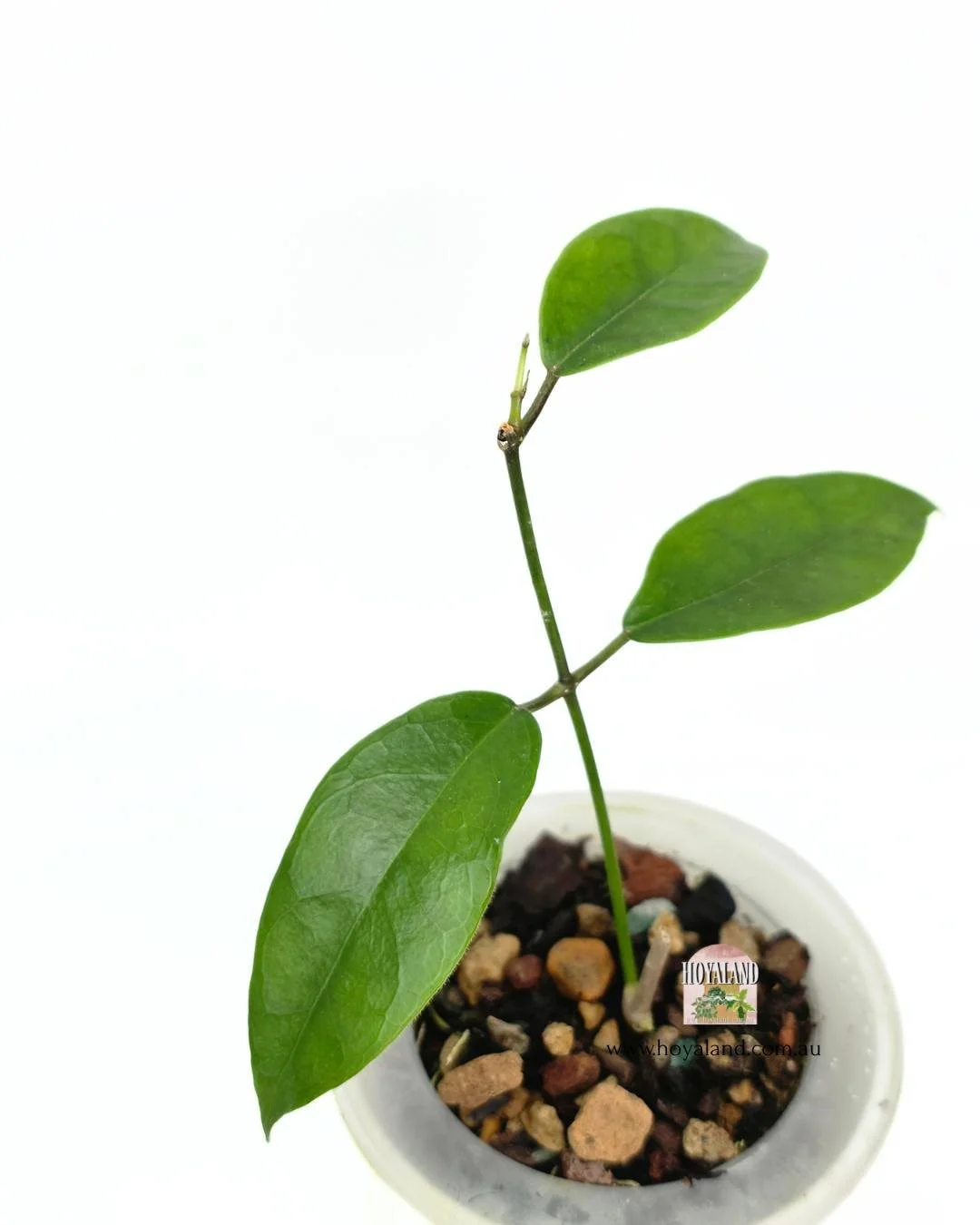 Hoya desveouxensis (3).jpg