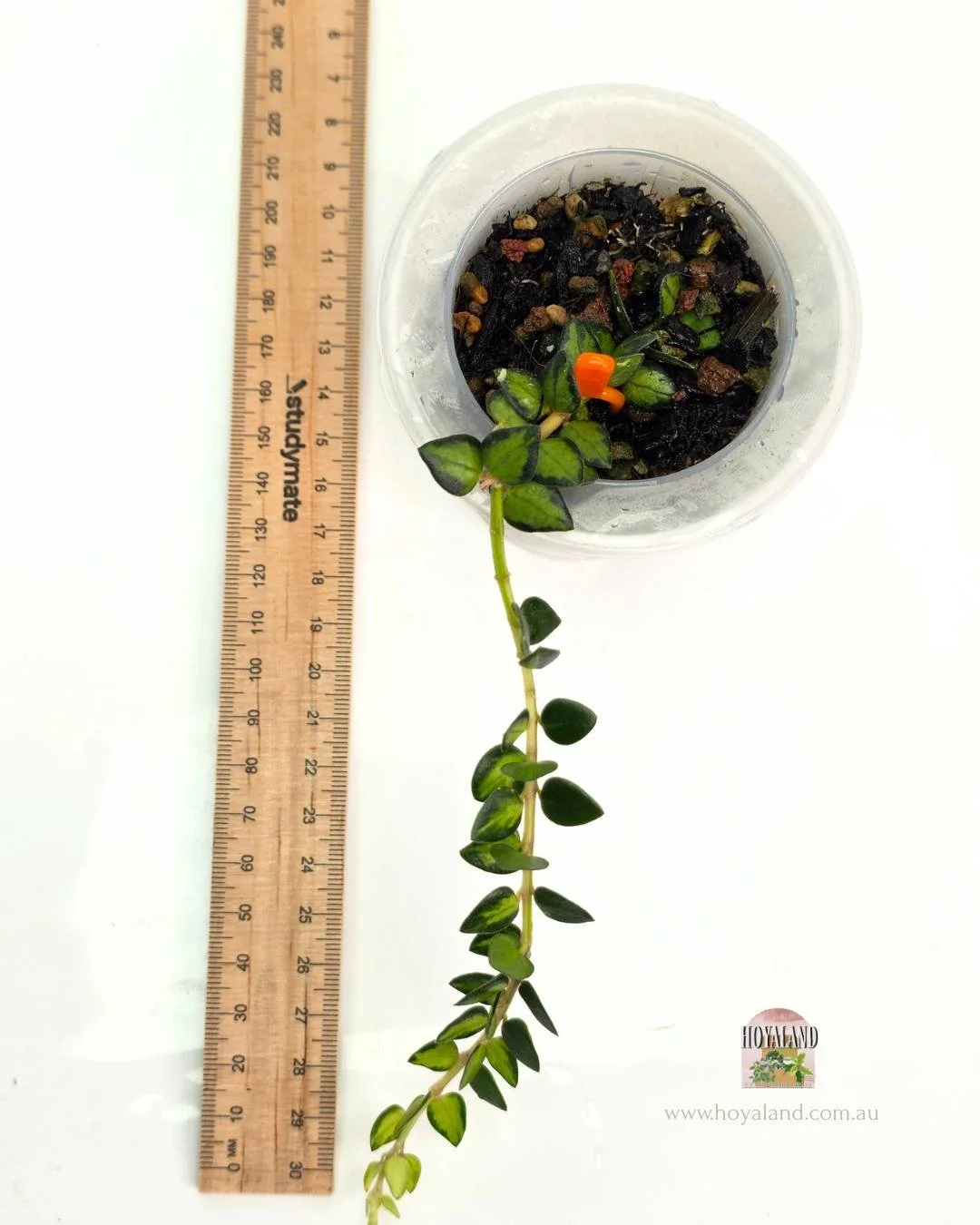 Hoya chinghungensis (2).jpg