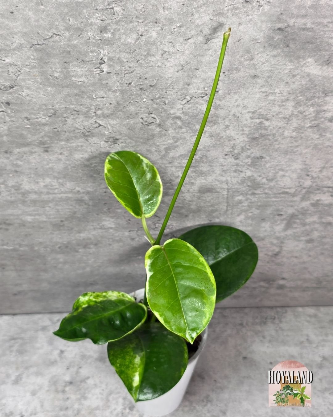 Hoya australis peridot (4).jpg