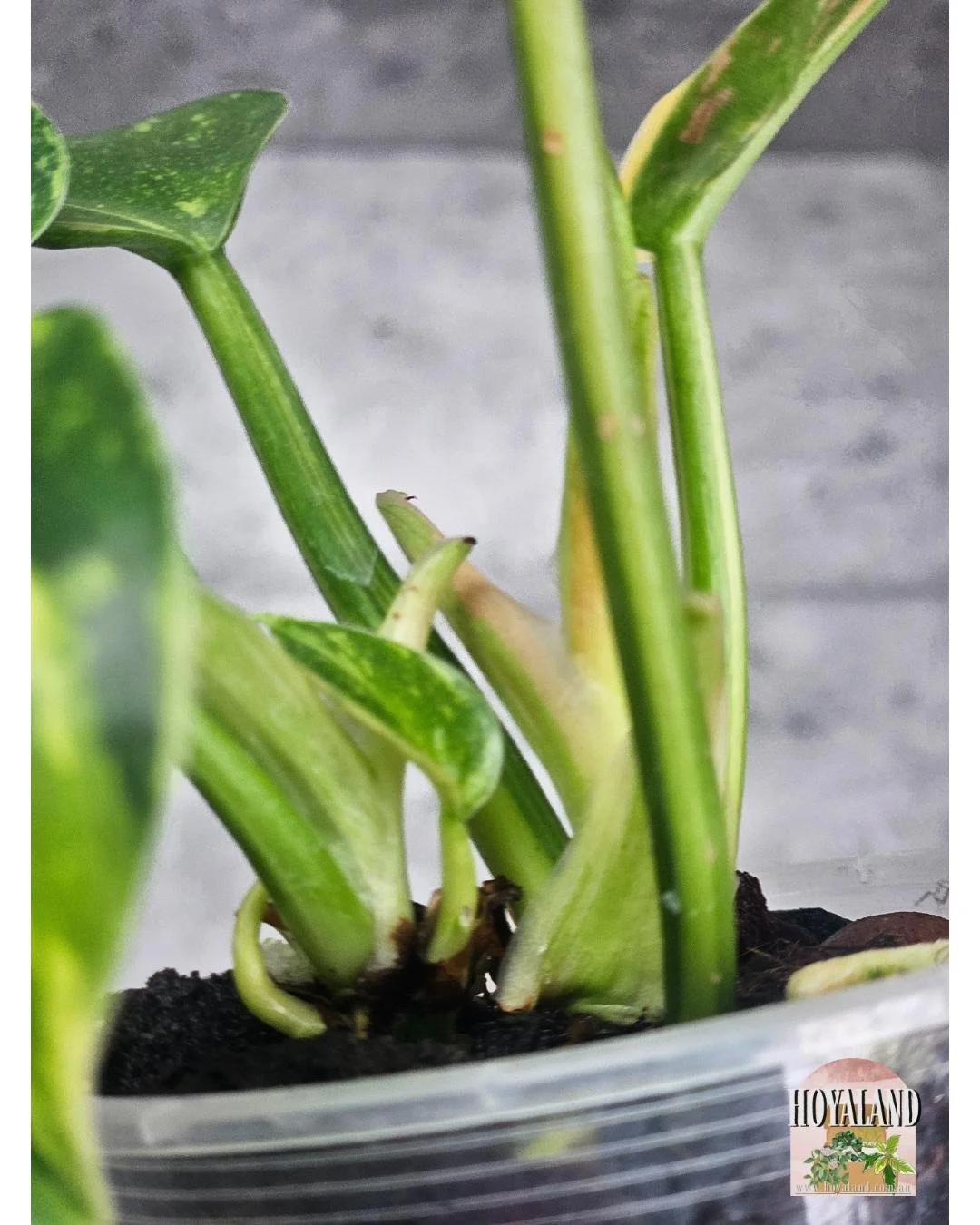 Philodendron green congo var (4).jpg