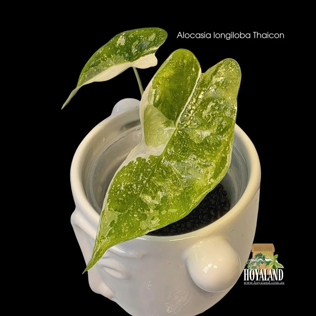 Alocasia longiloba Thaicon (2).jpg