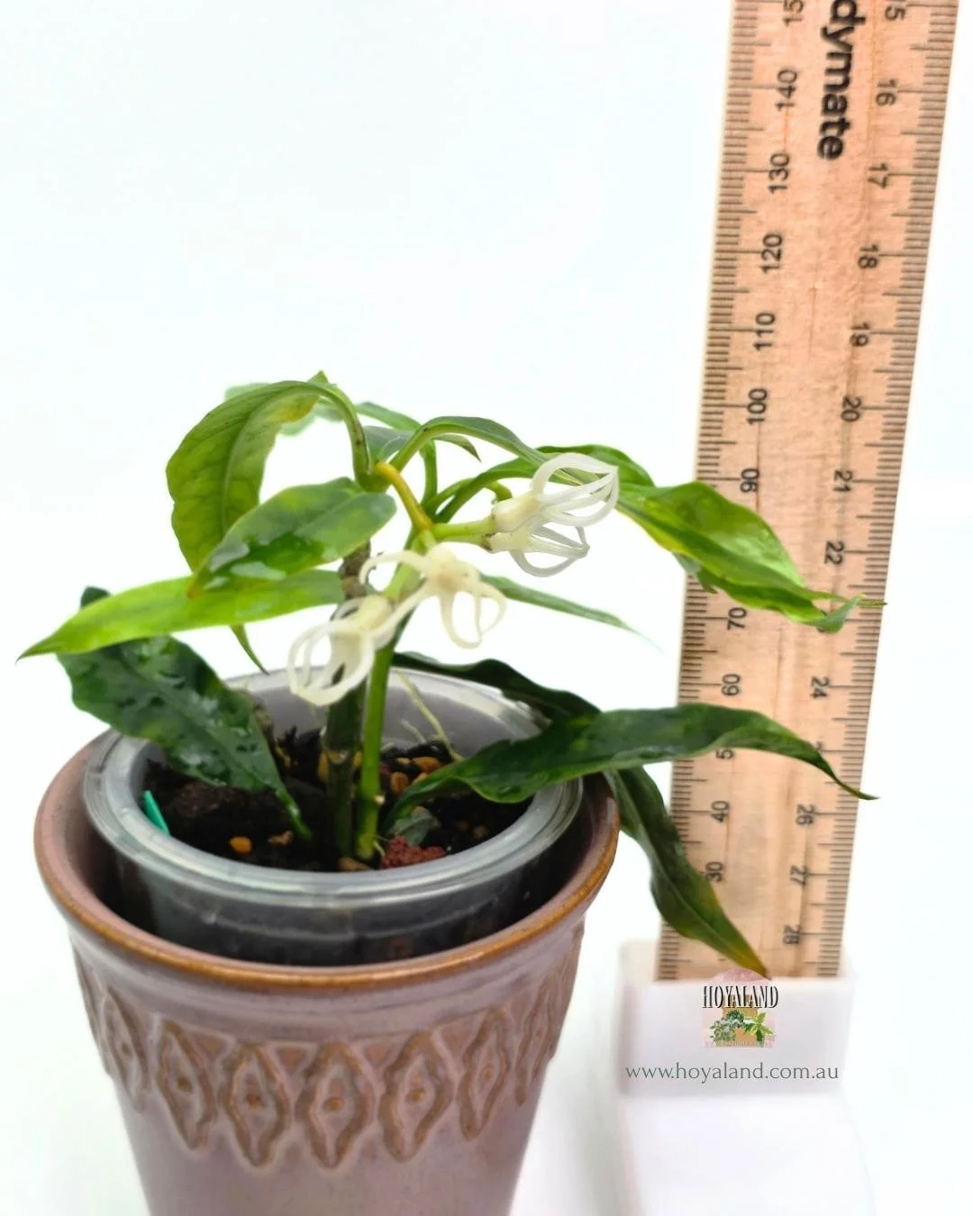 Hoya decipulae (1).jpg