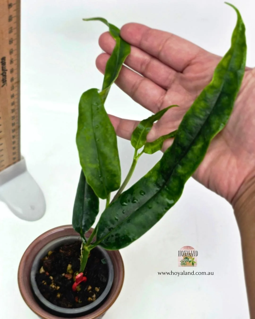 Hoya platycaulis (2).jpg