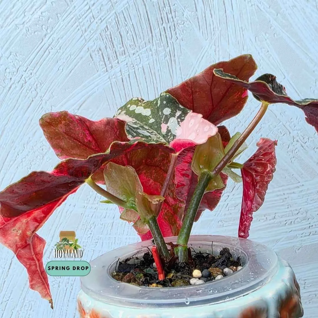 Established Begonia maculata Wightii Pink Variegated showing angel-wing leaves with white polka dots, soft pink variegation, and deep red undersides