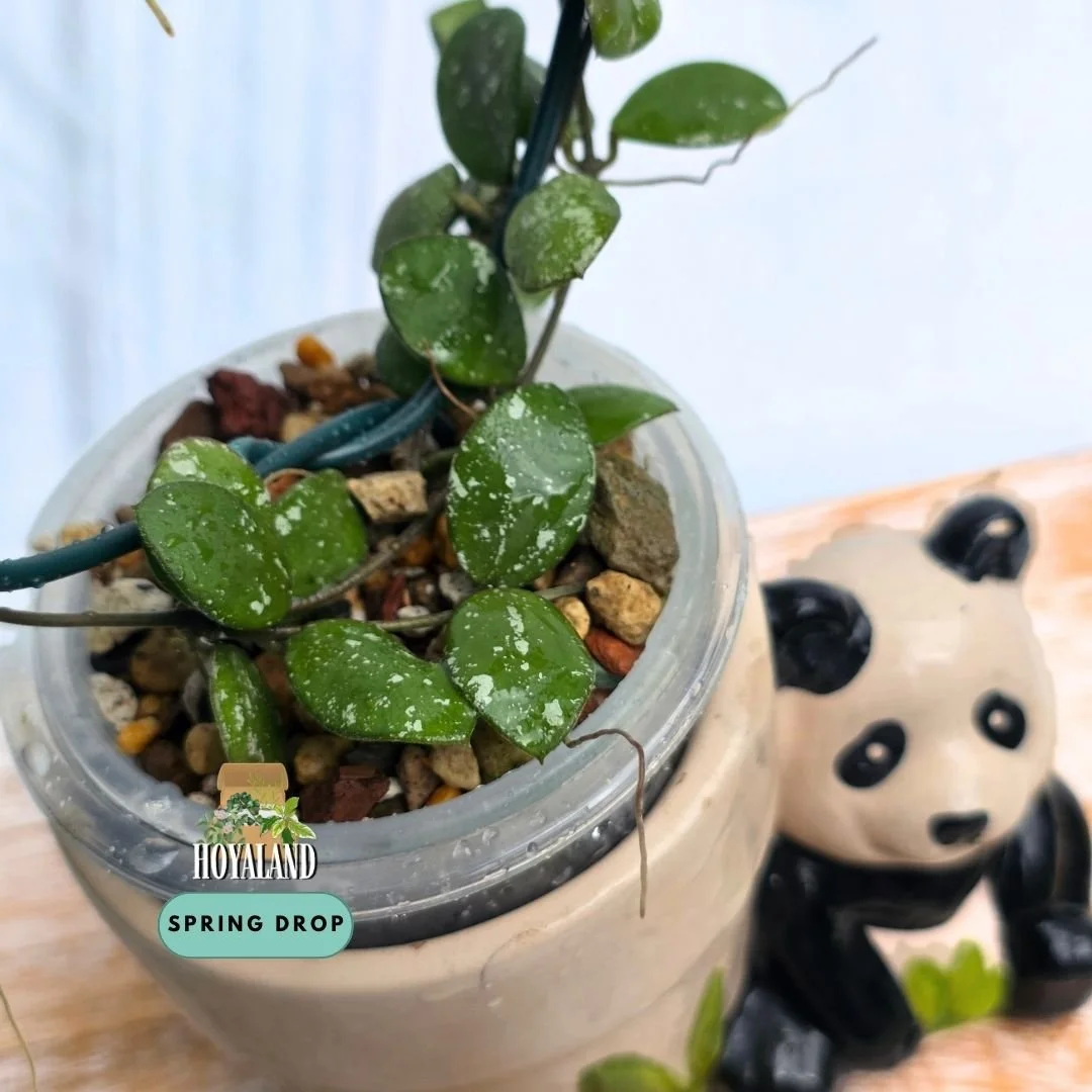 Hoya mini coin sp kalimantan (4).jpg