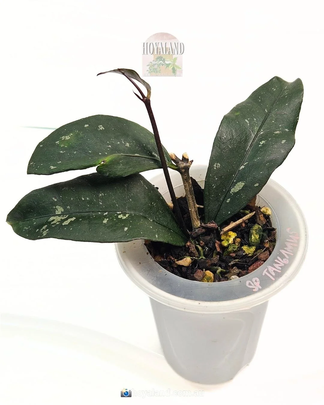 Hoya sp Tanggamus (2).jpg